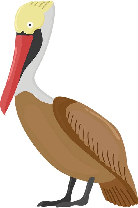 Brown Pelican Clipart Free Download Transparent Png Creazilla