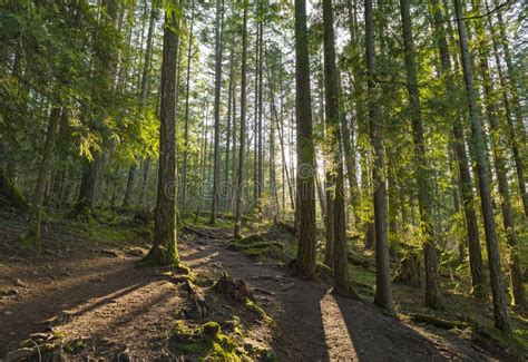 Old Growth Forest In Vancouver Island Canada Stock Photo Image Of