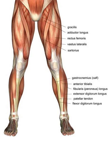 Leg muscles diagram quads / hanhchampion blogspot: quad muscles