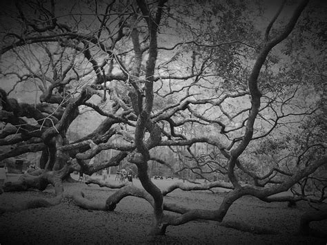 Angel Oak Tree Photograph By Denisse Stanbery Fine Art America