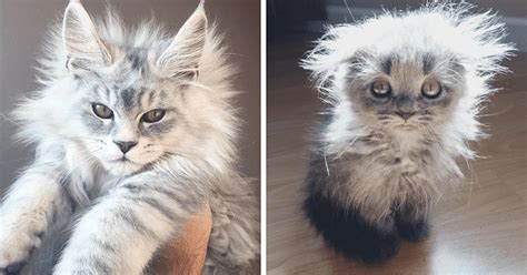 These Cute Maine Coon Kittens Are Actually Giants Waiting To Grow Up