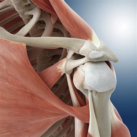 Women Chest Muscle Anatomy