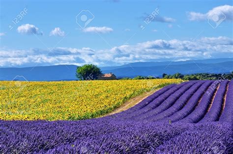 Guiding Through Purple Fields Lavender In Provence