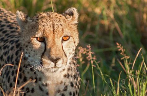 Chan, director, new york convention center operating corporation (javits) sarah mckeown singman, member, new york state energy research and development agency rory m. Voos de Portugal para o Quénia por 385€ | Lugares Incertos