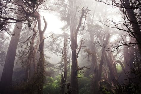 Redwood Forest Fog As I Hiked Down From My Camping Spot I Awoke To The