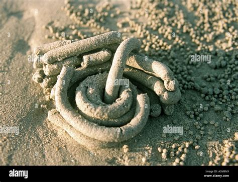 Worm Casts On Beach In Thailand Hoodoo Wallpaper