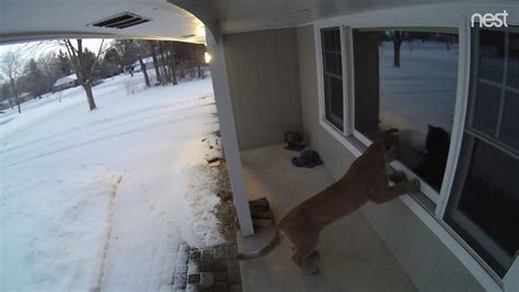 Cougar Caught On Camera Walking Up To Wisconsin House Peeking In Window