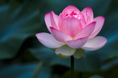 Types of lotus flowers with pictures. Importance of the Lotus Flower in Chinese Culture