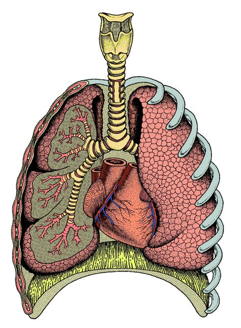 Parts Of The Respiratory System Diagram Diagram Quizlet