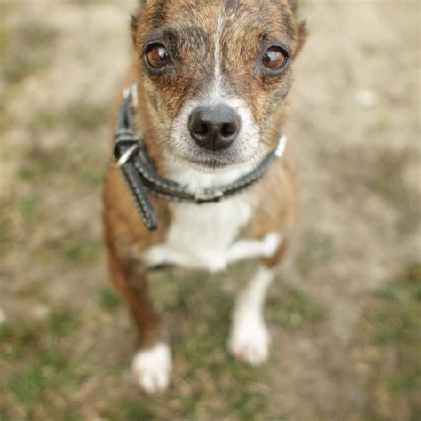 Chihuahua Dachshund Husky Mix Dog Breed Information с