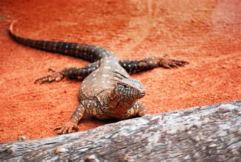 perentie monitor lizard photograph by michelle wrighton