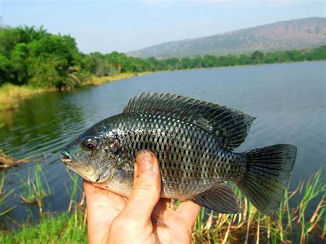 Mapping The Freshwater Fish Of Southern And Eastern Africa Africa