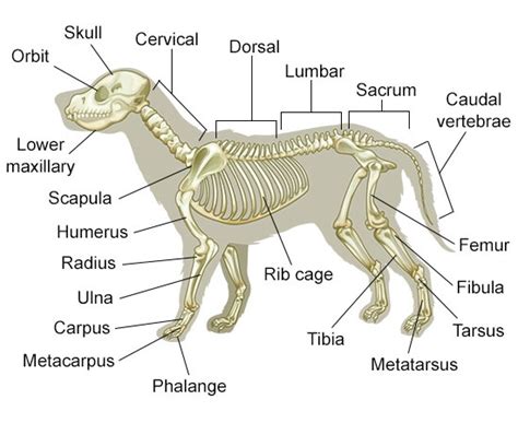 Leg anatomy anatomy bones anatomy study anatomy drawing anatomy art anatomy reference human anatomy michelangelo bone drawing. Shiloh Speaks: Teaching An Old Dog New Tricks ~ Audra ...