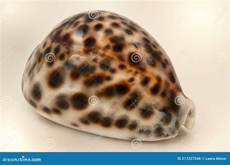 Close Up Of Cypraea Tigris Commonly Known As The Tiger Cowrie Stock