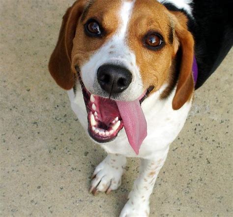 Happy Beagle Photo Pics