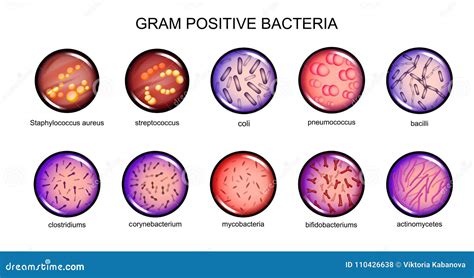 Gram Positive Bacteria Stock Vector Illustration Of Healthcare 110426638