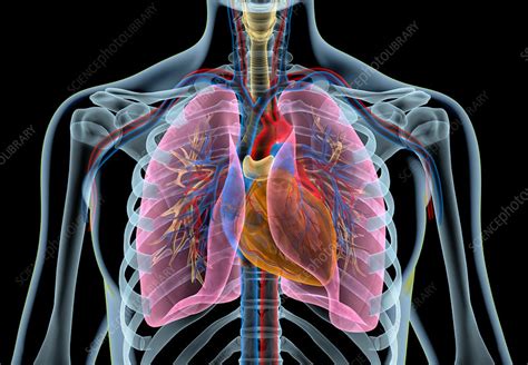 The chest wall is formed from the sternum anteriorly, 12 pairs of ribs, costal cartilages and intercostal muscles laterally, and the thoracic vertebrae posteriorly. Human chest anatomy, illustration - Stock Image - F025 ...