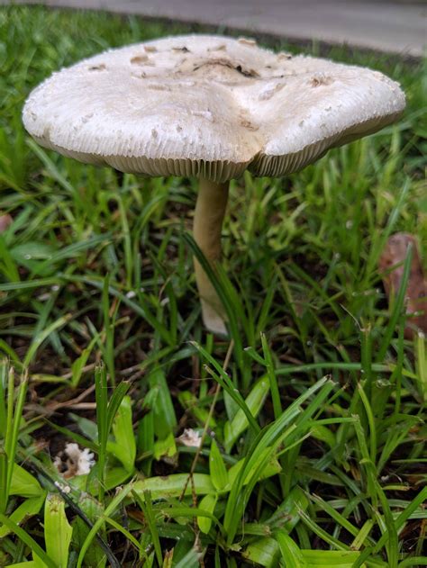Id Request Common Looking White Mushroom In Southeast Louisiana Cap