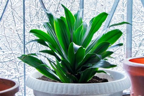 How To Grow And Care For Cast Iron Plants Aspidistra Elatior
