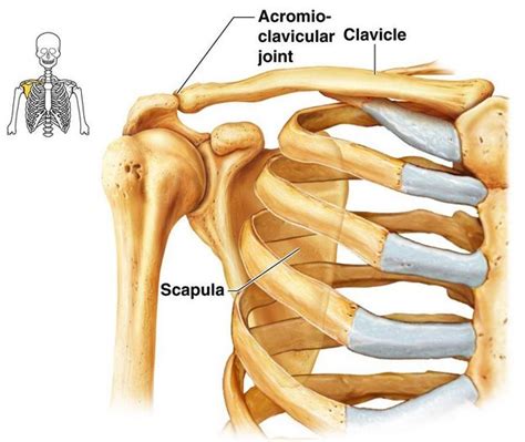 Broken Collarbone Week 3 Human Skeleton Anatomy Skeletal System