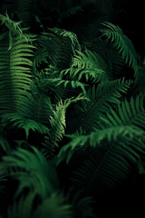 무료 이미지 자연 숲 분기 꽃 녹색 밀림 어둠 식물학 단색화 플로라 푸른 잎 엽상체 열대 우림 식물