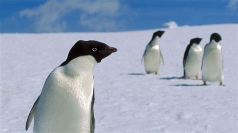 Bbc Earth If You Think Penguins Are Cute And Cuddly Youre Wrong