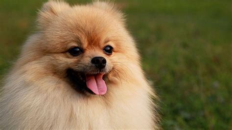 Pomeranian Wallpapers Wallpaper Cave