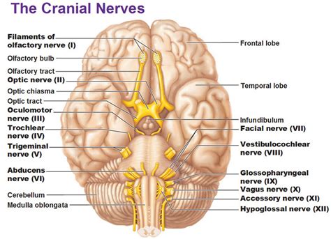 The Cranial Nerve X The Vagus Nerve Anatomy Of The Cranial Nerve X Anatomy Medicinecom