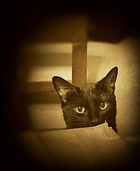 Peek A Boo Cat Sept 2014