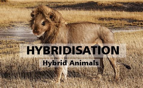 Hybridisation Do You Know About Hybrid Animals