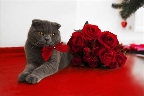 Kitty Celebrating Valentine Wallpapers Wallpaper Cave