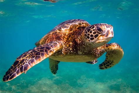 Hawaiis Incredible Wildlife In 10 Photos
