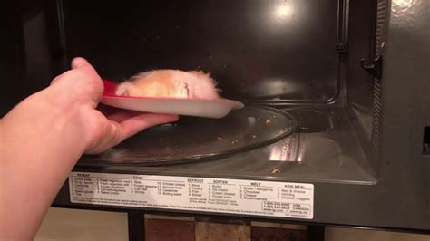 How To Cook Your Hamster Youtube