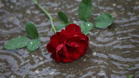 Red Rose Rain Tumma Goottilainen Ilmainen Valokuva Pixabayssa Pixabay