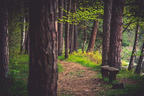 Hiking Path Stock Image Image Of Trees Wood Outdoor 91984891