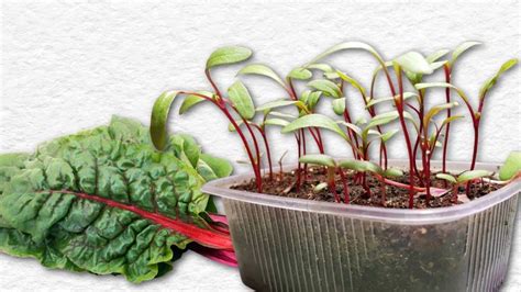 How To Grow Swiss Chard Indoors Seed To Harvest Empress Of Dirt