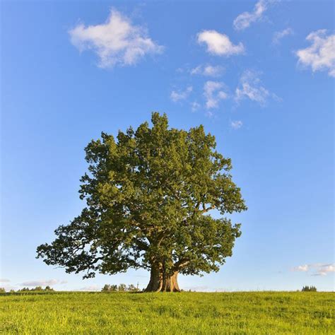 Identifying Trees By Sound Cool Hunting