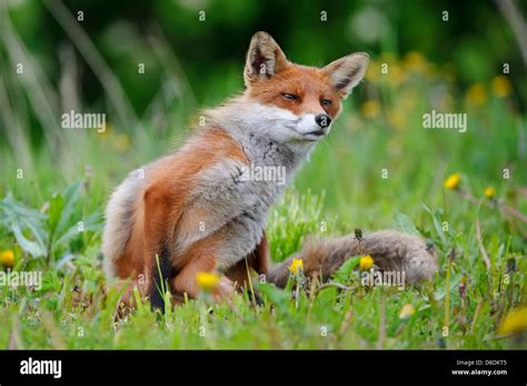 Red Fox Vulpes Vulpes Lauvsnes Norway Stock Photo Alamy