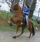 Speed Racking Horses For Sale In Tennessee
