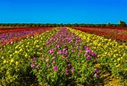 Fondos de Pantalla Campos Rosas Muchas Arbusto Multicolor Flores ...