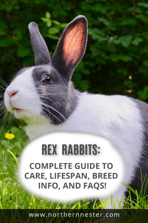 Rex Rabbits Complete Guide To Care Lifespan Breed Info And Faqs
