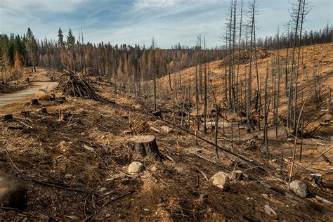 Blog Destruction Of World Forests Oxfordfilms
