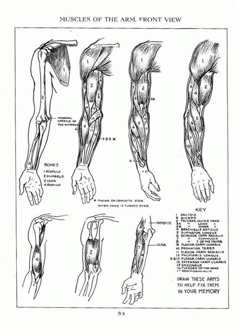 Andrew Loomis Arm Dengan Gambar