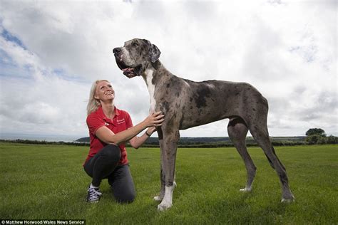 Tallest Dogs In The World Top 10