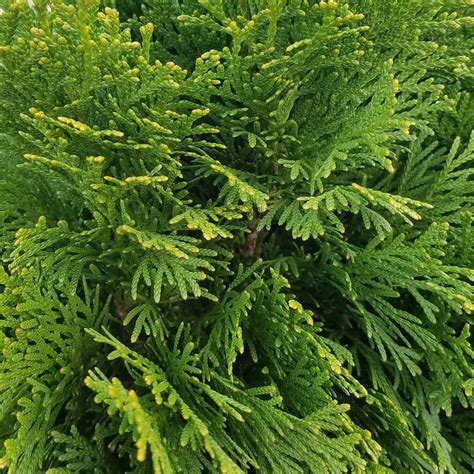 Maybe you would like to learn more about one of these? 9.25 in. Pot - Emerald Green Arborvitae(Thuja) Live ...