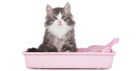 How To Choose A Cat Litter