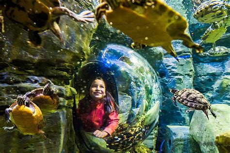 Sea Life Brighton Tickets Up To 46 Off Discount