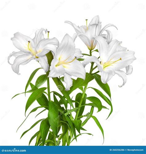 White Lilies Lilies Flowers Stock Photo Image Of Beautiful Natural