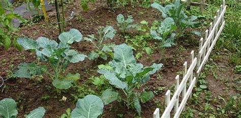 Broccoli Growing Conditions