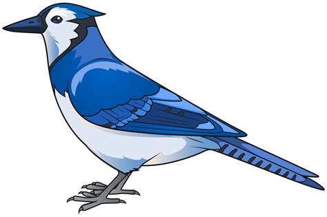 Blue Bird Bird Clipart Pngcartoon Bird Png Free Transparent Png